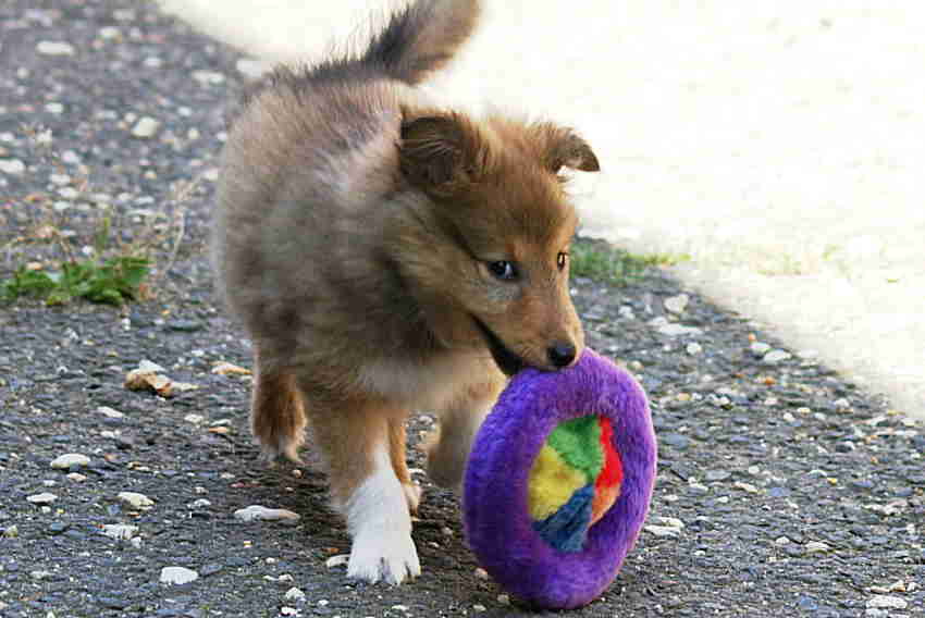 Smartie